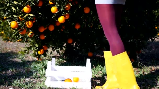 Jovem mulher colhendo laranjas maduras — Vídeo de Stock