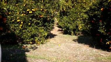 Genç kadın turuncu bahçede koşuyor.