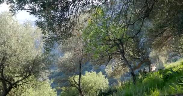 Olive trees in spring time — Stock Video