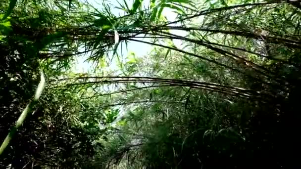Прогулка по кустарниковой дорожке, скользящий кадр, экзотические растения вокруг . — стоковое видео