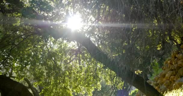 春のオリーブの木 — ストック動画
