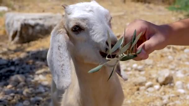 En man feeds baby Goat — Stockvideo