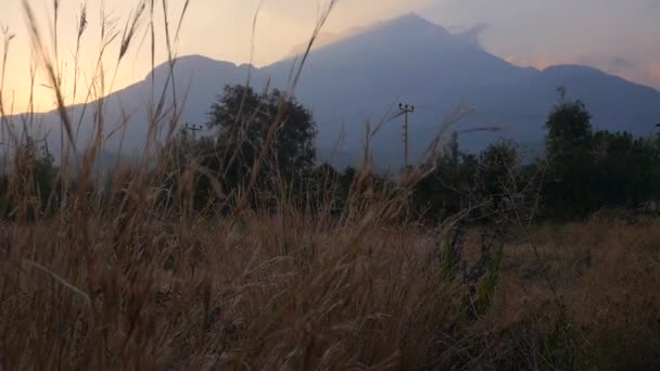 Bewegen door het droge gras bij zonsondergang — Stockvideo