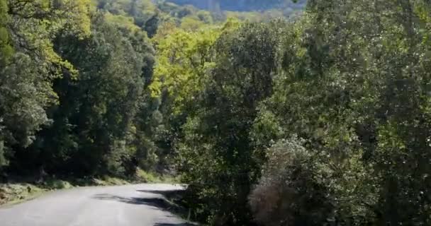 Blick auf eine Waldstraße — Stockvideo