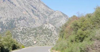 Bir orman yolunun görünümü