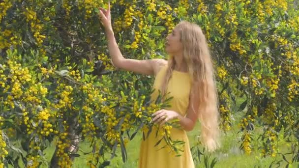 Młoda, piękna, uśmiechnięta kobieta wiosną australijskie złote drzewka. — Wideo stockowe
