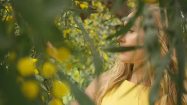 Jovem bela mulher sorridente na primavera Australian Golden wattle árvores . — Vídeo de Stock