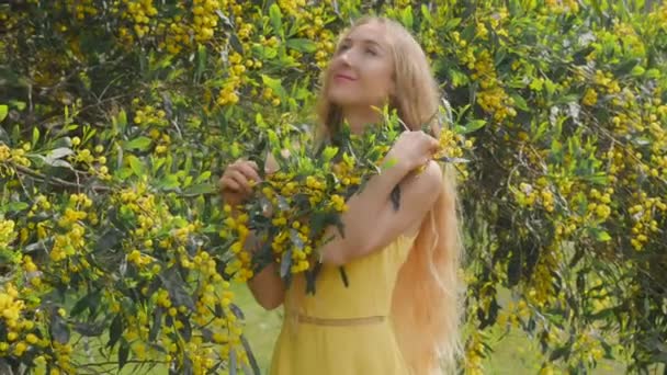 Νεαρή όμορφη χαμογελαστή γυναίκα την άνοιξη Αυστραλιανή Χρυσά Wattle δέντρα. — Αρχείο Βίντεο