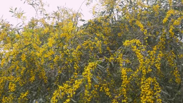 Ветви весенней золотой подковы в зеленой зоне парка в современном городе — стоковое видео