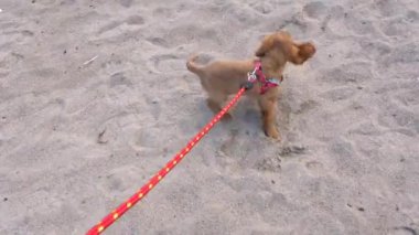 Cocker spaniel tasma üzerinde yürüyüş