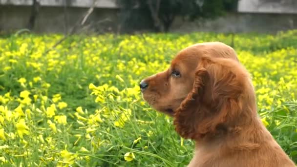 Cachorro Cocker Spaniel no campo — Vídeo de Stock