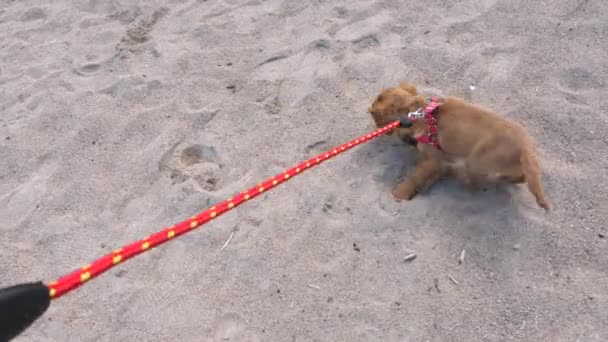 Cocker Spaniel proberen te ontsnappen aan de leiband — Stockvideo