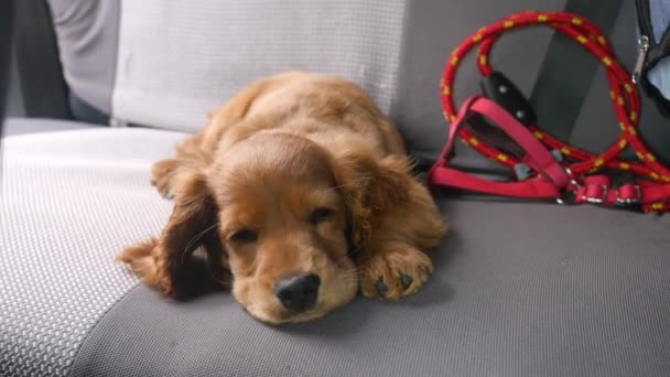 Cocker Spaniel Welpe liegt auf dem Rücksitz des Autos — Stockvideo