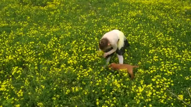 Linda chica recogiendo flores campo amarillo con un cachorro — Vídeos de Stock