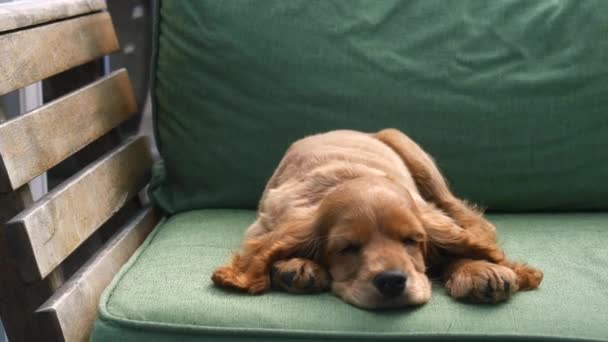 Güzel kız kanepede onu köpek yavrusu ile oturan — Stok video
