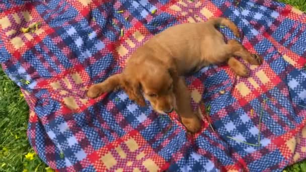 Cocker Spaniel puppy leggen op het strooisel buitenshuis — Stockvideo
