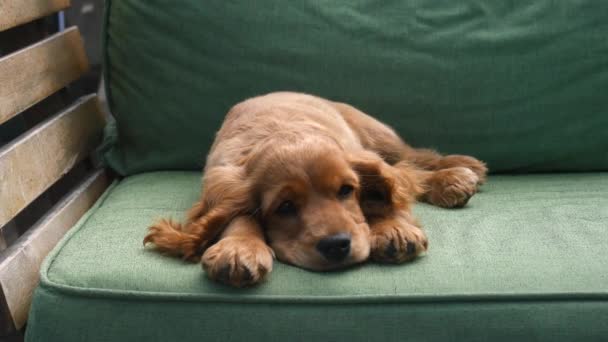 Cocker spaniel szczeniak śpi na kanapie — Wideo stockowe