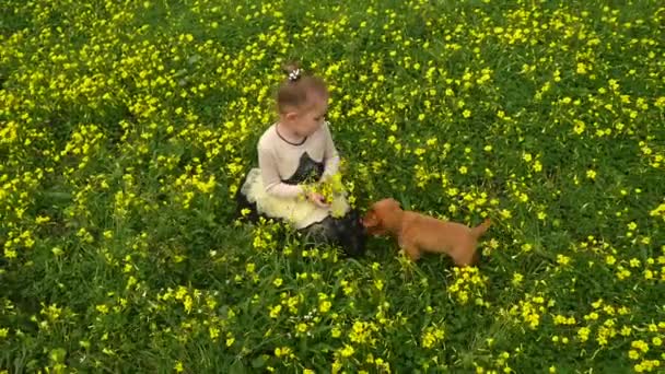 Mooi meisje plukken bloemen geel veld met een puppy — Stockvideo