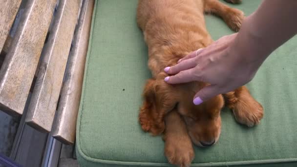 Cocker spaniel filhote de cachorro dormindo no sofá — Vídeo de Stock