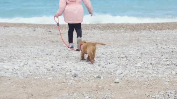 Little girl walking her puppy on the leash — Stock Video