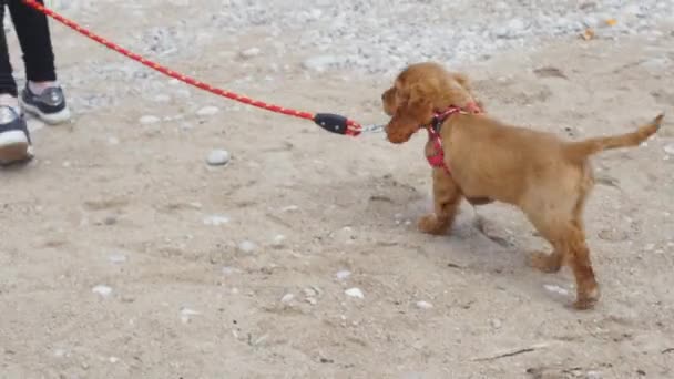 Niña paseando a su cachorro con la correa — Vídeo de stock