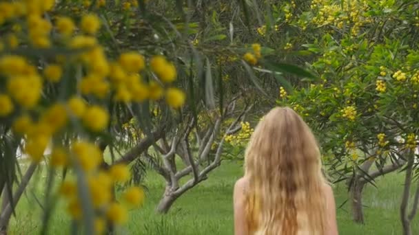Jonge mooie glimlachende vrouw in het voorjaar Australische gouden wattle bomen. — Stockvideo