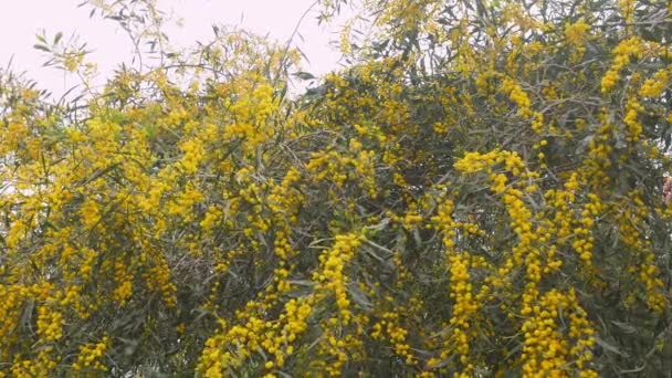 Jovem bela mulher sorridente na primavera Australian Golden wattle árvores . — Vídeo de Stock