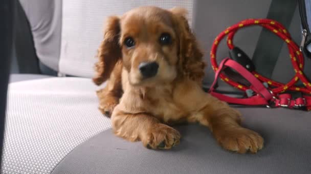 Cocker spaniel cachorro acostado en el asiento trasero del coche — Vídeo de stock