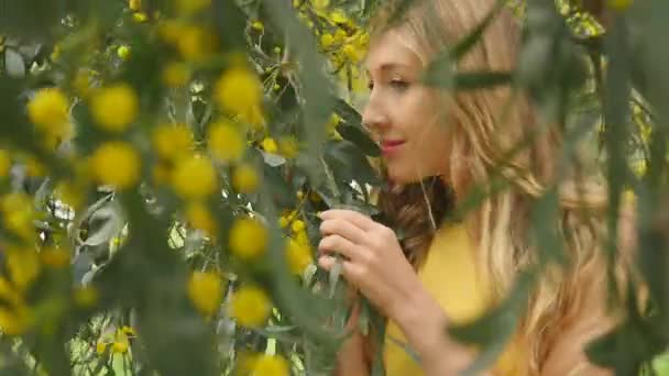Νεαρή όμορφη χαμογελαστή γυναίκα την άνοιξη Αυστραλιανή Χρυσά Wattle δέντρα. — Αρχείο Βίντεο
