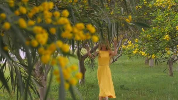 Junge schöne lächelnde Frau im Frühling australische Goldwattle-Bäume. — Stockvideo