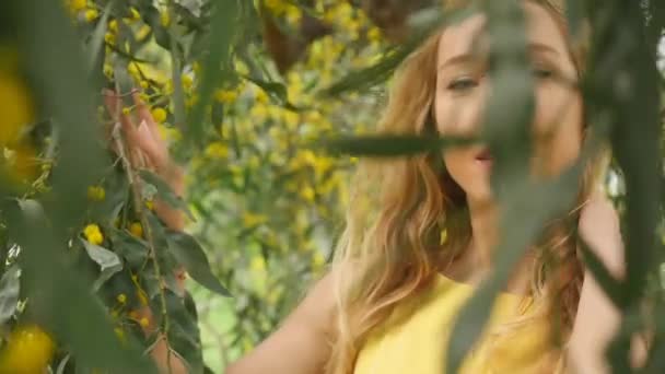 Giovane bella donna sorridente in primavera australiano Golden wattle alberi . — Video Stock