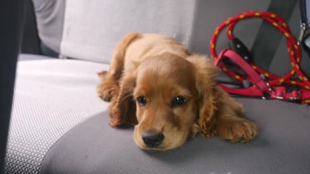 Cocker spaniel cachorro acostado en el asiento trasero del coche — Vídeo de stock