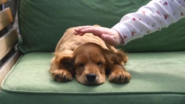 Cocker spaniel cachorro durmiendo en el sofá — Vídeo de stock