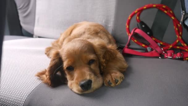 Cocker spaniel cachorro acostado en el asiento trasero del coche — Vídeos de Stock