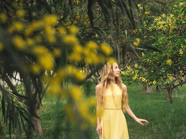 Young beautiful smiling woman in spring Australian Golden wattle trees. — 스톡 사진
