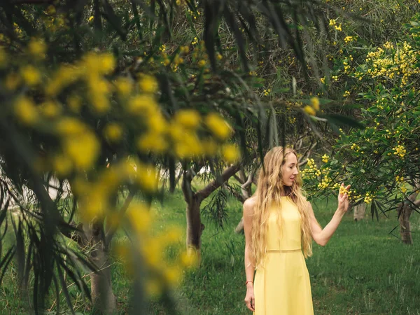 Young beautiful smiling woman in spring Australian Golden wattle trees. — 스톡 사진