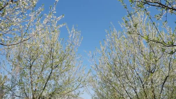 Blossoming plum trees garden — Stock Video