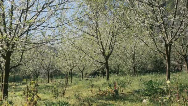 Jardin fleuri de pruniers — Video