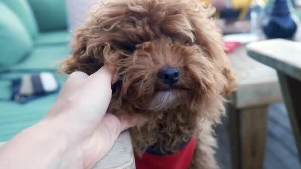 Nahaufnahme von Hand streichelt entzückenden Schoßhund — Stockvideo