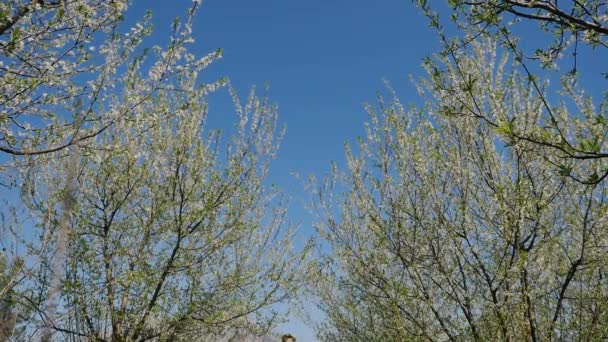 Młoda piękna kobieta w długiej sukience spaceruje w wiosennym ogrodzie — Wideo stockowe