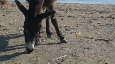 Plaj yakınında ot yiyen eşek