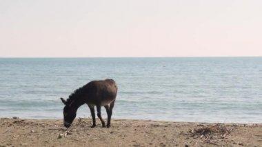 Plaj yakınında ot yiyen eşek
