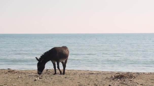 Burro comendo grama perto de uma praia — Vídeo de Stock