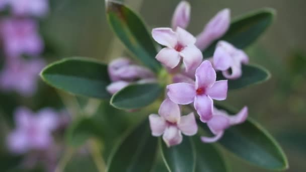 Vilda buskar blommor i medelhavsskogen — Stockvideo