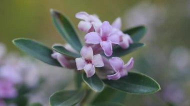 Akdeniz ormanlarında yabani çalı çiçekleri