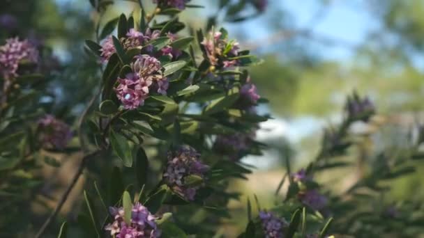 Vilda buskar blommor i medelhavsskogen — Stockvideo