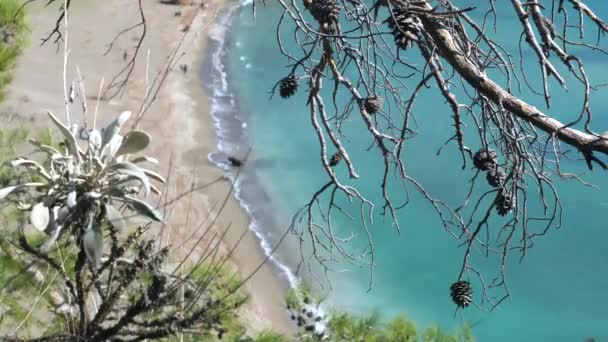 Vista dall'alto attraverso i rami spogli di pino dalla collina alla spiaggia sabbiosa selvaggia — Video Stock