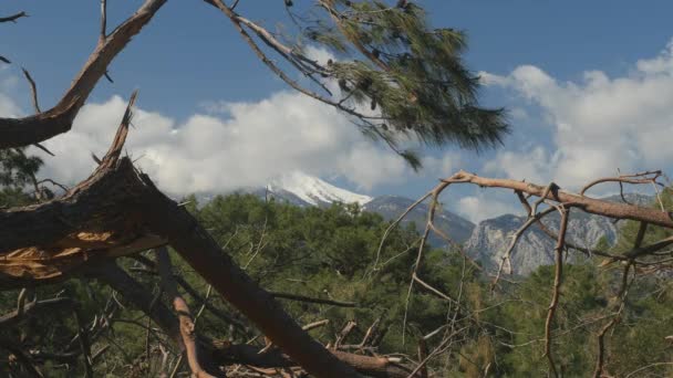 Caída inesperada en el bosque. Daños de tormenta. Parque Phaselis Turquía — Vídeos de Stock