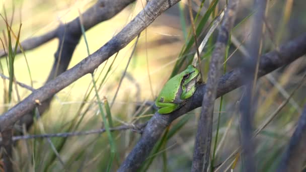 Европейская древесная лягушка, Hyla arborea, сидит на травяной соломе на чистом зеленом фоне . — стоковое видео