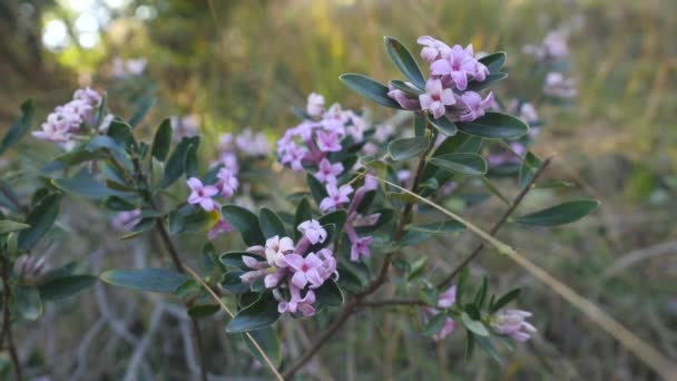 Fiori di cespuglio selvatico nella foresta mediterranea — Video Stock